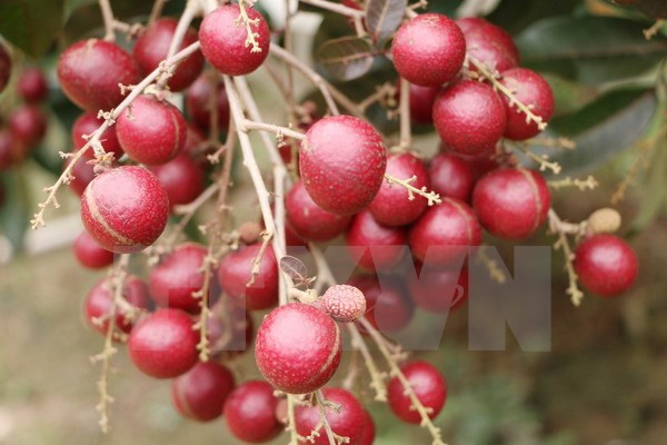 Nuevas políticas de importación de Argelia afecta negativamente a Vietnam ảnh 1