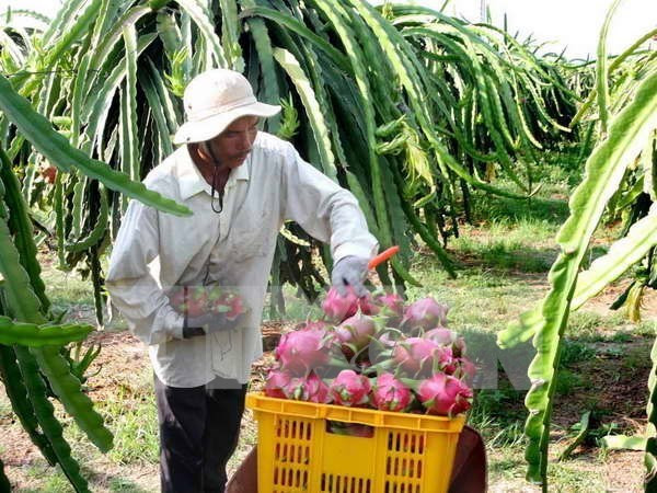 Valor de exportaciones vietnamitas de frutas y verduras alcanza nuevo récord ảnh 1 Valor de exportaciones vietnamitas de frutas y verduras alcanza nuevo récord ảnh 1