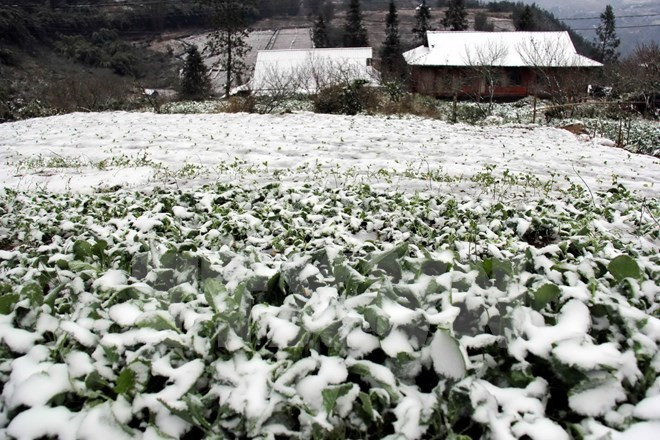 Vicepremier urge respaldar a pobladores afectados por fuerte frío ảnh 1 Vicepremier urge respaldar a pobladores afectados por fuerte frío ảnh 1