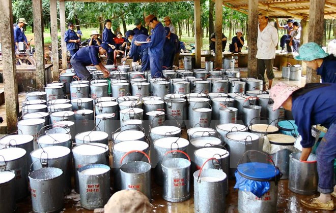 Vietnam ingresa 392 millones de dólares por exportaciones de caucho ảnh 1 Vietnam ingresa 392 millones de dólares por exportaciones de caucho ảnh 1