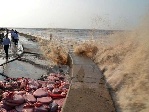 Provincia vietnamita despliega medidas contra erosión del litoral ảnh 1 Provincia vietnamita despliega medidas contra erosión del litoral ảnh 1
