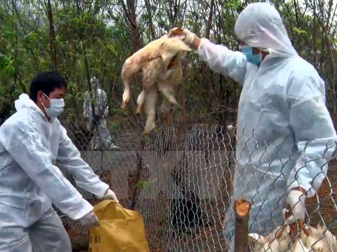 Hanoi establece línea telefónica directa para actividades contra gripe aviar ảnh 1 Hanoi establece línea telefónica directa para actividades contra gripe aviar ảnh 1