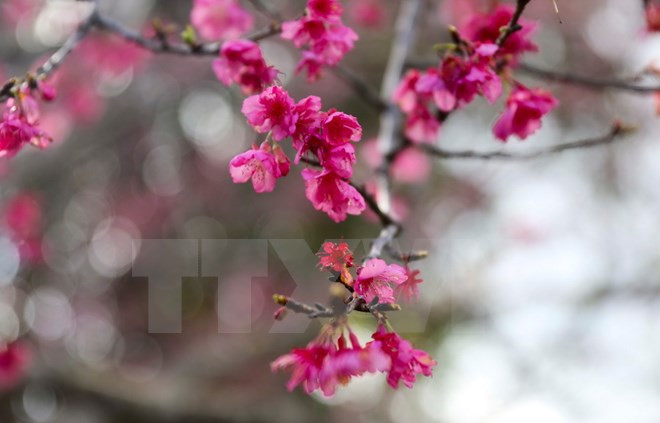 Efectuarán diversas actividades de intercambio cultural Vietnam-Japón ảnh 1 Efectuarán diversas actividades de intercambio cultural Vietnam-Japón ảnh 1