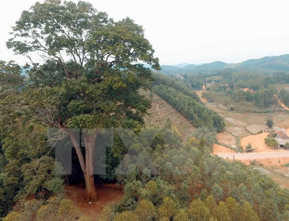 Vietnam establece base de datos para gestión forestal ảnh 1 Vietnam establece base de datos para gestión forestal ảnh 1