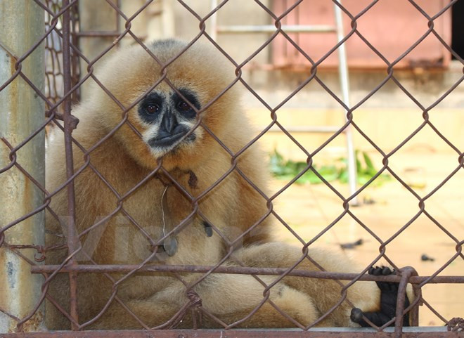 Estimulan participación juvenil en protección de animales silvestres en Vietnam ảnh 1 Estimulan participación juvenil en protección de animales silvestres en Vietnam ảnh 1