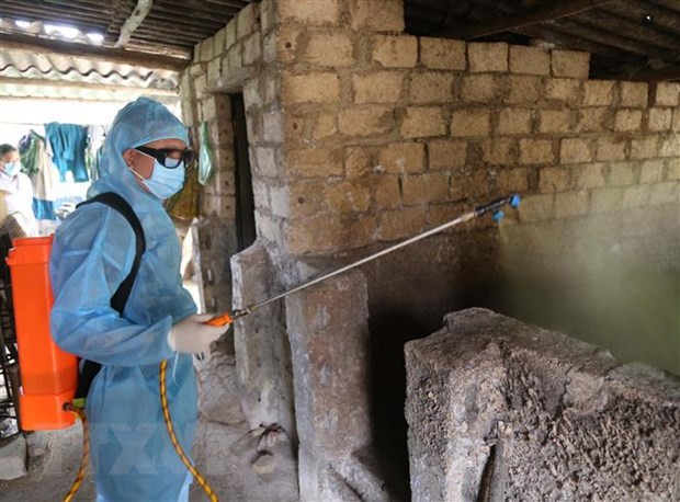 Refuerzan medidas para prevenir la peste porcina africana en 19 provincias vietnamitas ảnh 1 Refuerzan medidas para prevenir la peste porcina africana en 19 provincias vietnamitas ảnh 1