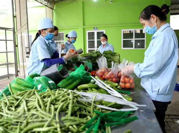 Provincia vietnamita verifica información de prohibición de productos agrícolas de Camboya ảnh 1 Provincia vietnamita verifica información de prohibición de productos agrícolas de Camboya ảnh 1