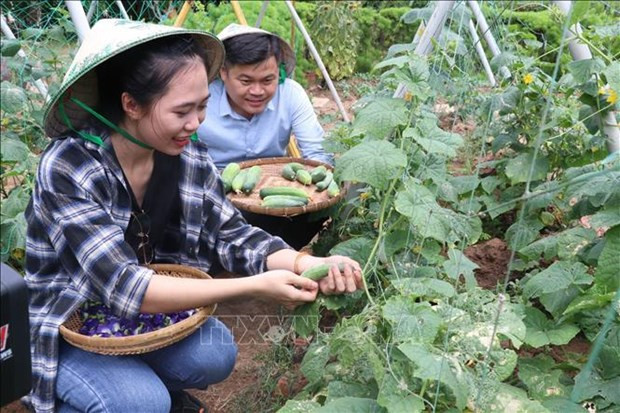 Provincia de Ben Tre por fortalecer ecoturismo ảnh 1 Provincia de Ben Tre por fortalecer ecoturismo ảnh 1