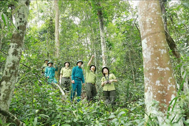 Vietnam aprueba Programa de Desarrollo Forestal Sostenible para período 2021-2025 ảnh 1 Vietnam aprueba Programa de Desarrollo Forestal Sostenible para período 2021-2025 ảnh 1