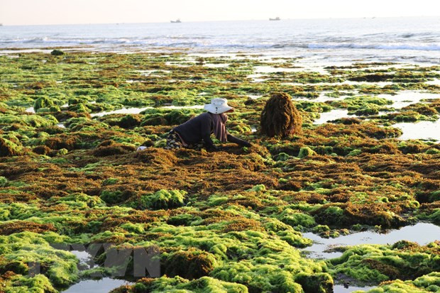 Vietnam por desarrollar cadena productiva de algas ảnh 1 Vietnam por desarrollar cadena productiva de algas ảnh 1