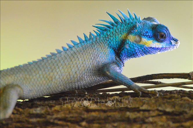 Vietnam por preservar especies silvestres vulnerables ante el cambio climático ảnh 1 Vietnam por preservar especies silvestres vulnerables ante el cambio climático ảnh 1