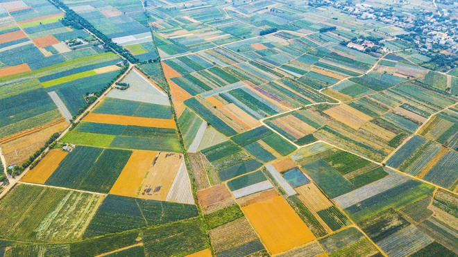 [Fotos] Magníficos campos de piñas en Vietnam ảnh 2