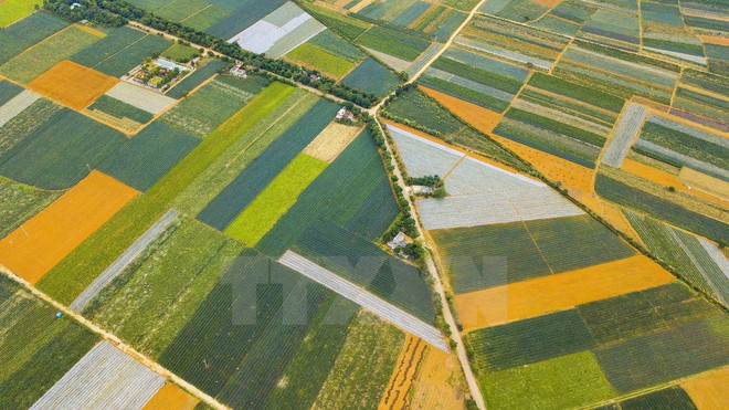 [Fotos] Magníficos campos de piñas en Vietnam ảnh 1
