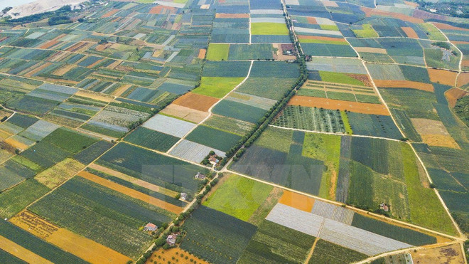 [Fotos] Magníficos campos de piñas en Vietnam ảnh 3