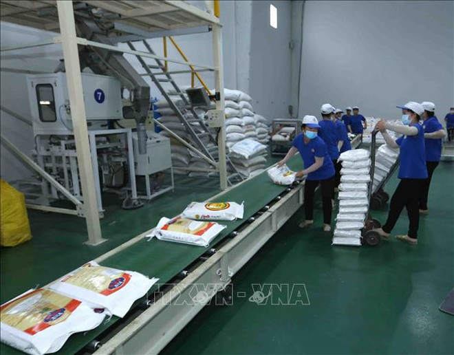 Aumentan exportaciones de arroz vietnamita a Unión Europea gracias a EVFTA ảnh 1 Aumentan exportaciones de arroz vietnamita a Unión Europea gracias a EVFTA ảnh 1