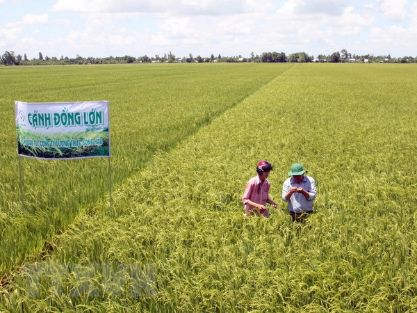 Can Tho desea cooperar con Corea del Sur en logística y agricultura de alta tecnología ảnh 1 Can Tho desea cooperar con Corea del Sur en logística y agricultura de alta tecnología ảnh 1