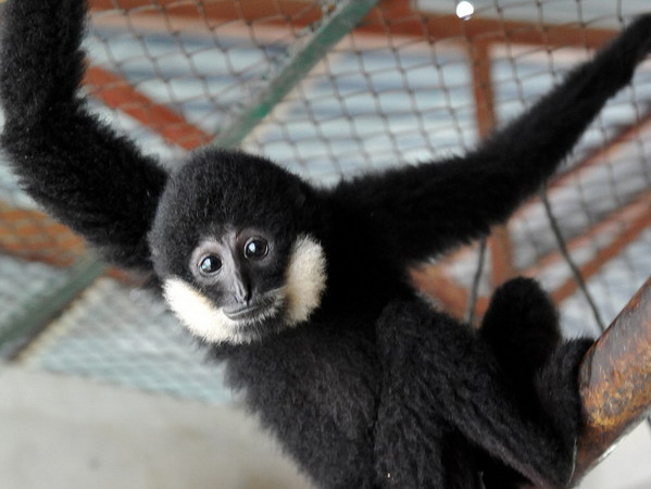 Devuelven casi 200 animales salvajes a su hábitat natural en provincia vietnamita ảnh 1 Devuelven casi 200 animales salvajes a su hábitat natural en provincia vietnamita ảnh 1