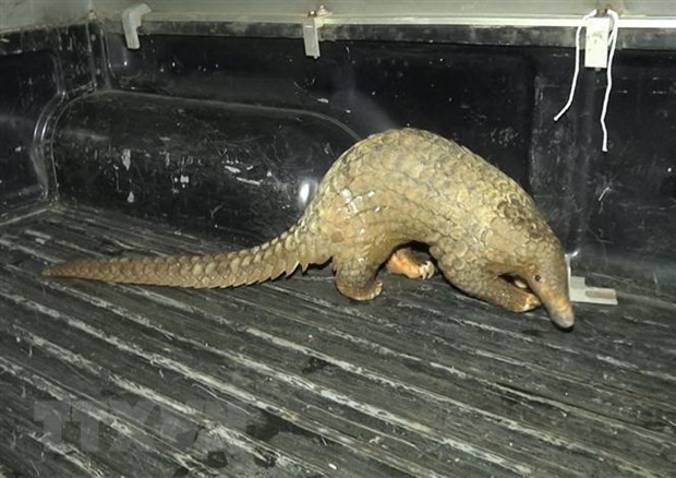 Enjuician a persona por tenencia de animal en peligro de extinción en Vietnam ảnh 1 Enjuician a persona por tenencia de animal en peligro de extinción en Vietnam ảnh 1