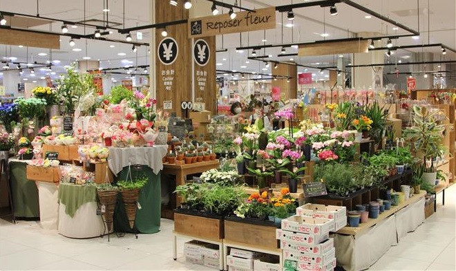 Flores de Vietnam son preferidas de consumidores japoneses ảnh 1 Flores de Vietnam son preferidas de consumidores japoneses ảnh 1