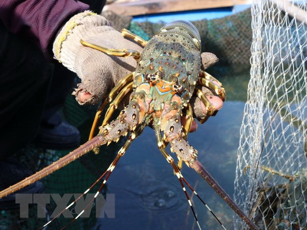 Producción acuícola de Vietnam asciende a dos millones de toneladas en primer cuatrimestre ảnh 1 Producción acuícola de Vietnam asciende a dos millones de toneladas en primer cuatrimestre ảnh 1