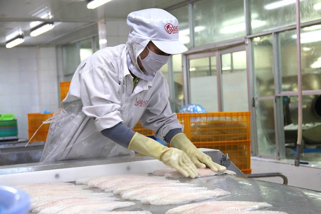  Exportaciones del pescado Tra vietnamita a China registran abrupto aumento ảnh 1
