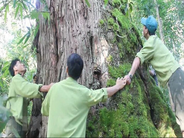 Descubren en Vietnam árbol Fokienia hodginsii de mil años ảnh 1 Descubren en Vietnam árbol Fokienia hodginsii de mil años ảnh 1