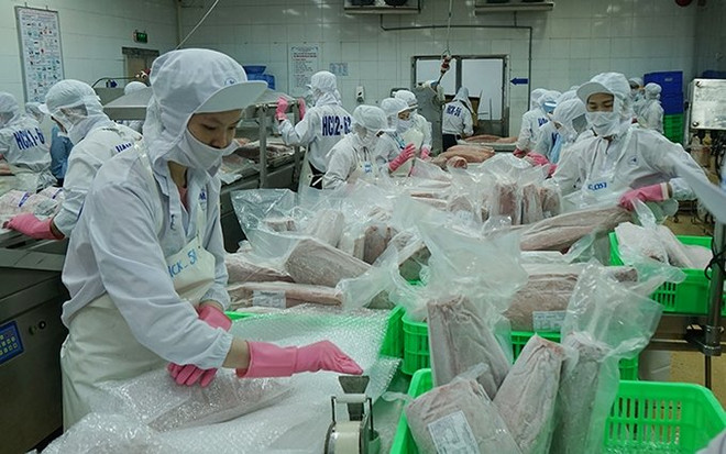 Vietnam apunta a desatascar exportaciones acuícolas ảnh 1 Vietnam apunta a desatascar exportaciones acuícolas ảnh 1