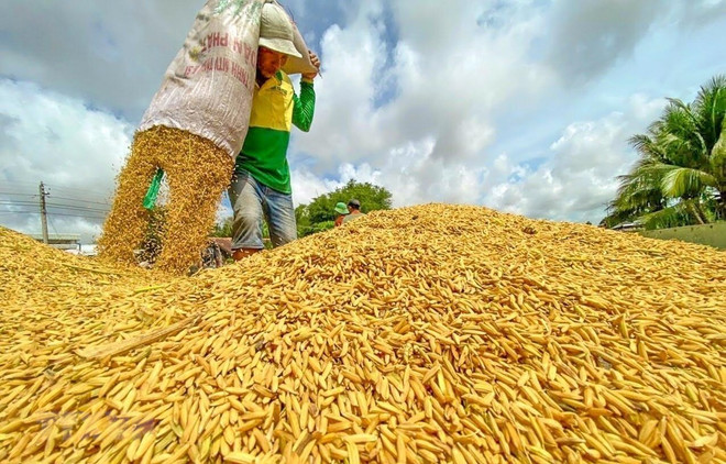 Vietnam por establecer espacio para desarrollar economía agrícola ảnh 1