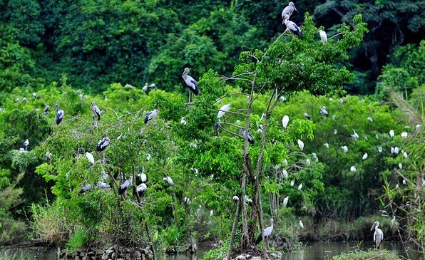 Intentan mejorar conservación de biodiversidad en Vietnam ảnh 1 Intentan mejorar conservación de biodiversidad en Vietnam ảnh 1
