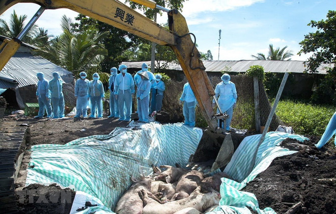 Orienta primer ministro de Vietnam medidas drásticas contra la peste porcina africana ảnh 1 Orienta primer ministro de Vietnam medidas drásticas contra la peste porcina africana ảnh 1