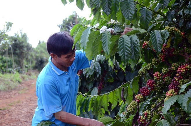 Aumentan exportaciones vietnamitas a Tailandia ảnh 1 Aumentan exportaciones vietnamitas a Tailandia ảnh 1