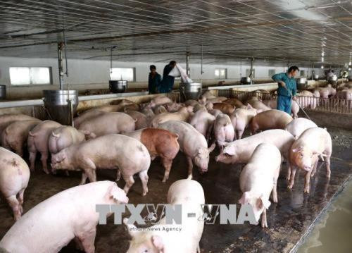 Continúa en Vietnam expansión de la peste porcina africana ảnh 1