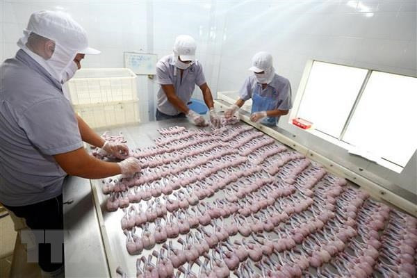 Reducen exportaciones de productos acuáticos de Vietnam ảnh 1