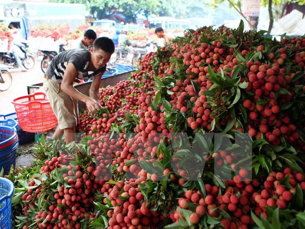 Provincias de Vietnam y China buscan facilitar la exportación de lichi ảnh 1