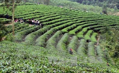 Empresa japonesa espera colaborar con Vietnam en producción de té ảnh 1  Empresa japonesa espera colaborar con Vietnam en producción de té ảnh 1