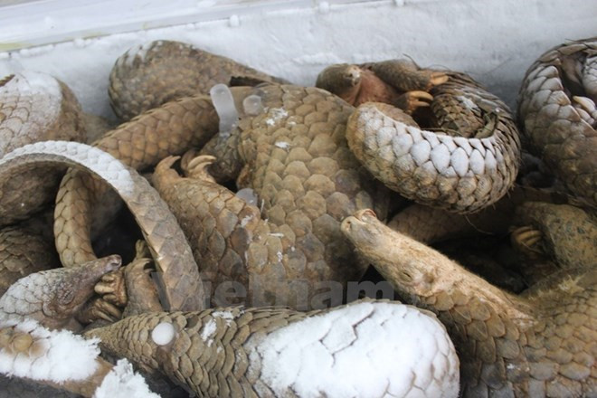 Asistencia estadounidense para combatir contrabando de animales silvestres en Vietnam ảnh 1 Asistencia estadounidense para combatir contrabando de animales silvestres en Vietnam ảnh 1