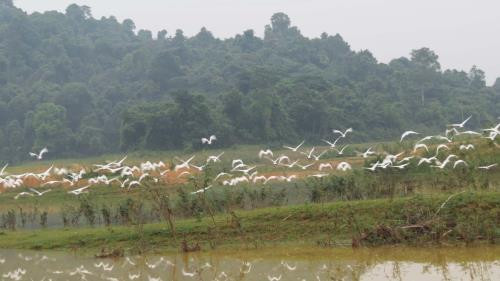 Thanh Hoa refuerza protección de población de aves en parque de Ben En ảnh 1 Thanh Hoa refuerza protección de población de aves en parque de Ben En ảnh 1