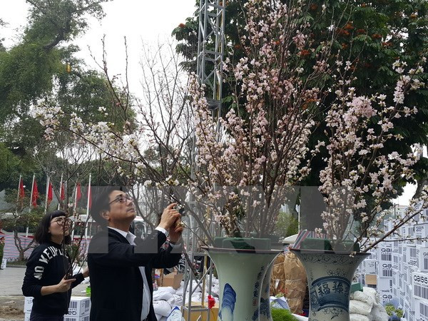 Amor a flores, hilo que enlaza a pueblos de Vietnam y Japón ảnh 1 Amor a flores, hilo que enlaza a pueblos de Vietnam y Japón ảnh 1