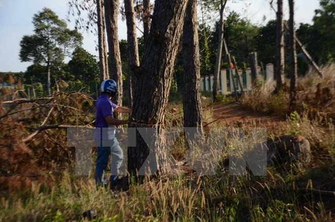 Vietnam aplica sistema de gestión de recursos forestales mediante tablets ảnh 1 Vietnam aplica sistema de gestión de recursos forestales mediante tablets ảnh 1