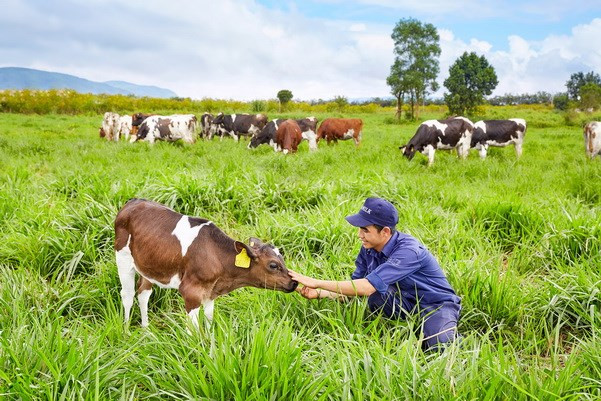 Inauguran primera granja de vacas lecheras orgánicas en Vietnam ảnh 1 Inauguran primera granja de vacas lecheras orgánicas en Vietnam ảnh 1