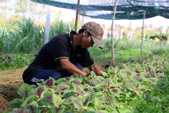Japón apoya desarrollo de agricultura limpia en Ciudad Ho Chi Minh ảnh 1 Japón apoya desarrollo de agricultura limpia en Ciudad Ho Chi Minh ảnh 1