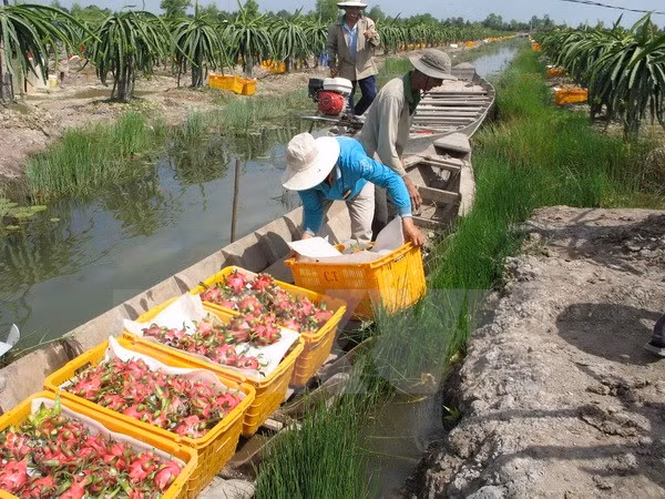 Exigen levantar la suspensión india de compra de productos vietnamitas ảnh 1