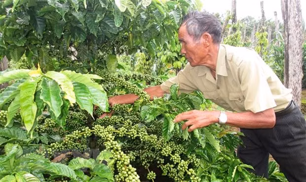 Bac Lieu cumple meta de reducción de pobreza sostenible ảnh 1