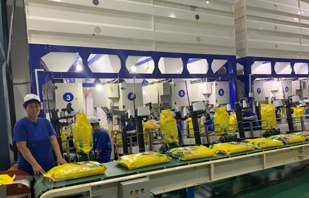 Vietnam está preparado para exportar arroz a la UE ảnh 1