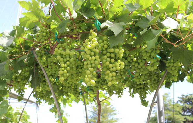 Provincia vietnamita de Ninh Thuan fortalece producción de uva ảnh 1 Provincia vietnamita de Ninh Thuan fortalece producción de uva ảnh 1