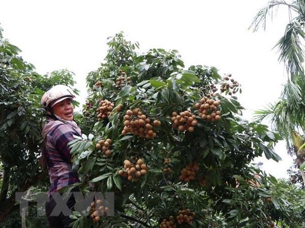 Vietnam exporta por primera vez longan del distrito Song Ma ảnh 1 Vietnam exporta por primera vez longan del distrito Song Ma ảnh 1