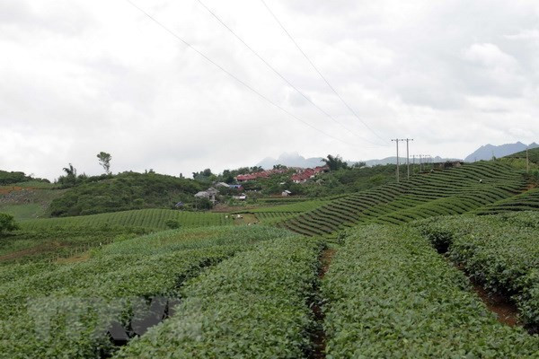 En alza exportación vietnamita de té a mercados extranjeros ảnh 1 En alza exportación vietnamita de té a mercados extranjeros ảnh 1