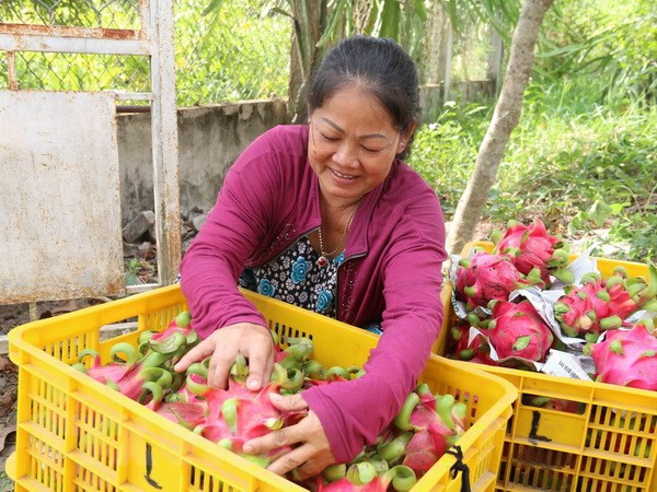 China sigue siendo mayor mercado receptor de verduras y frutas de Vietnam ảnh 1