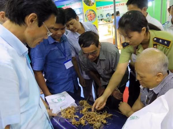 Festival promueve el gingseng Ngoc Linh de Vietnam ảnh 1