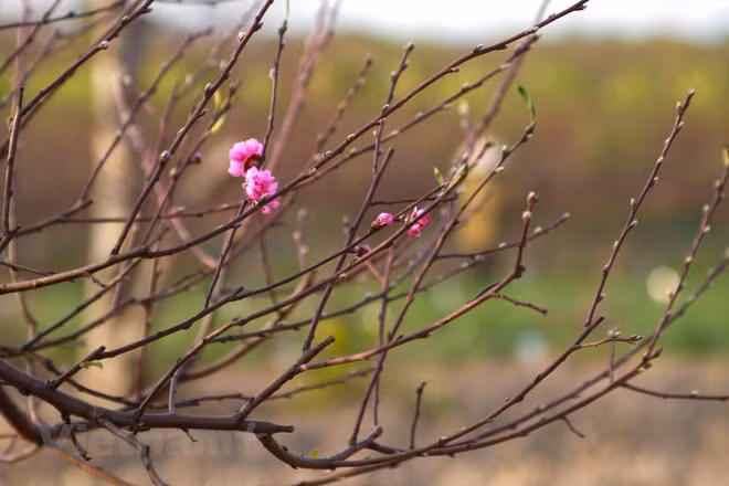 Florecen los melocotones en vísperas del Tet ảnh 4